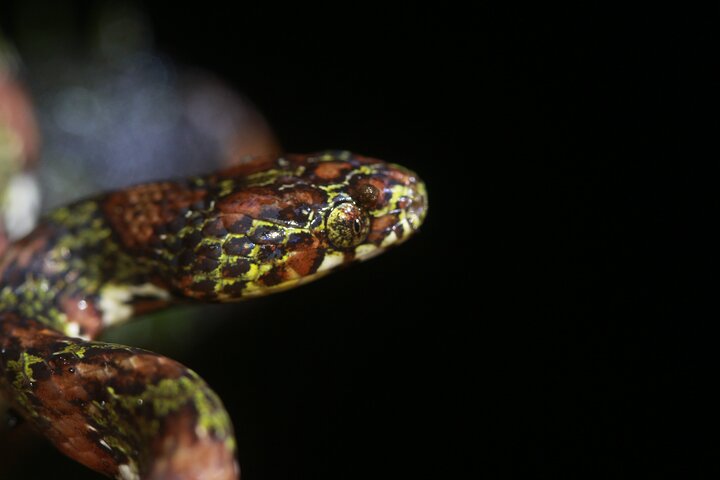 La Fortuna Night Walk at Arenal Volcano: Rainforest Wildlife Tour