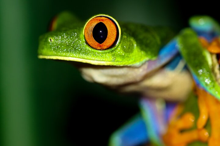 La Fortuna Night Walk at Arenal Volcano: Rainforest Wildlife Tour