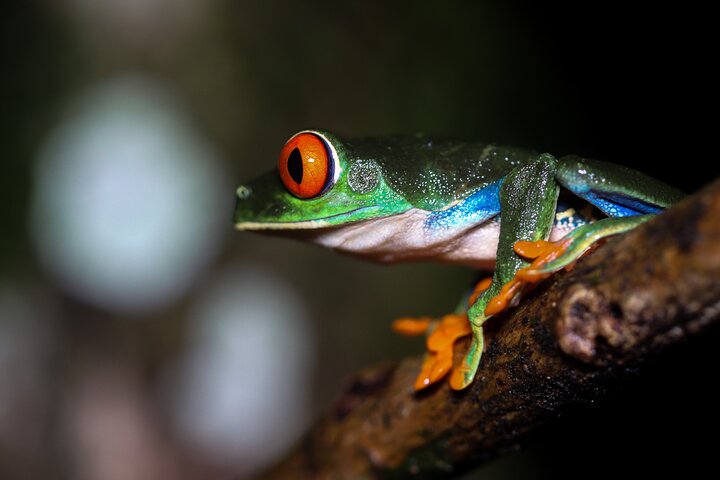 La Fortuna Night Walk at Arenal Volcano: Rainforest Wildlife Tour