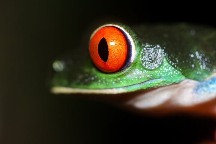 La Fortuna Night Walk at Arenal Volcano: Rainforest Wildlife Tour