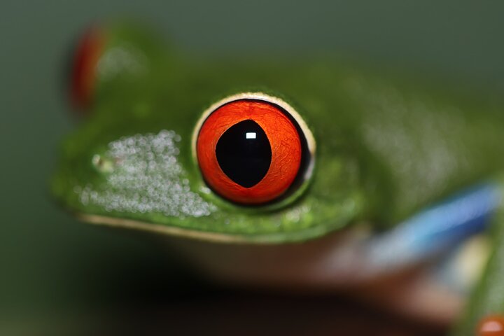 La Fortuna Night Walk at Arenal Volcano: Rainforest Wildlife Tour