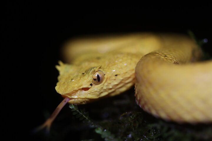 La Fortuna Night Walk at Arenal Volcano: Rainforest Wildlife Tour