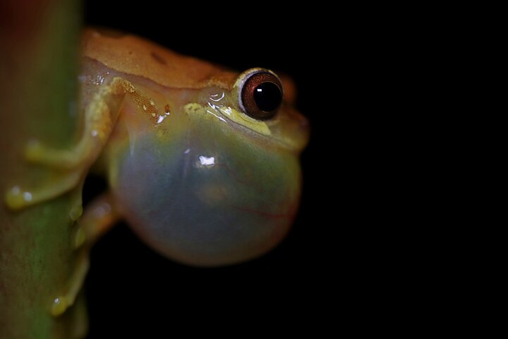 La Fortuna Night Walk at Arenal Volcano: Rainforest Wildlife Tour