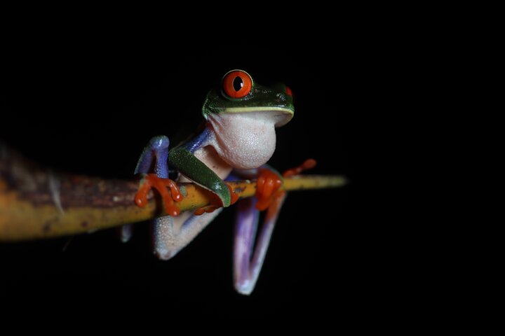 La Fortuna Night Walk at Arenal Volcano: Rainforest Wildlife Tour