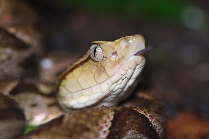 La Fortuna Night Walk at Arenal Volcano: Rainforest Wildlife Tour