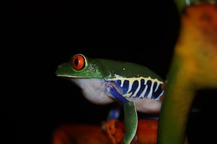La Fortuna Night Walk at Arenal Volcano: Rainforest Wildlife Tour