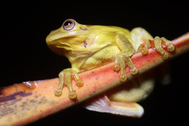 La Fortuna Night Walk at Arenal Volcano: Rainforest Wildlife Tour