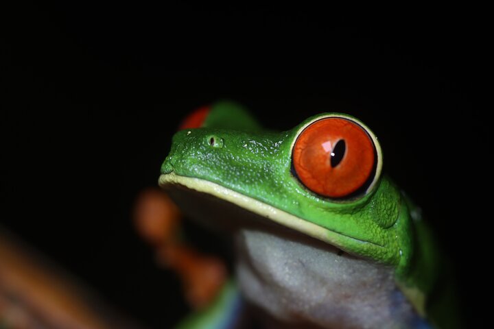 La Fortuna Night Walk at Arenal Volcano: Rainforest Wildlife Tour