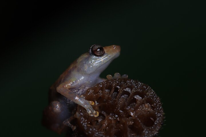 La Fortuna Night Walk at Arenal Volcano: Rainforest Wildlife Tour