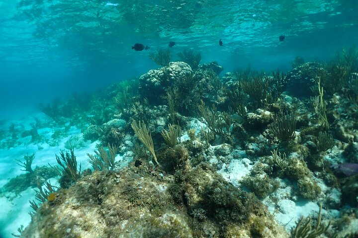 Stingray City Sandbar, Snorkel, Star Fish Beach (familiedrevet)