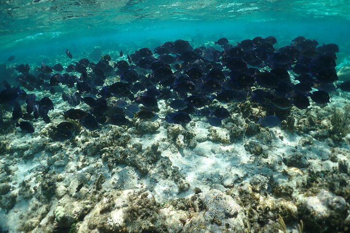 Stingray City Sandbar, Snorkel, Star Fish Beach (familiedrevet)