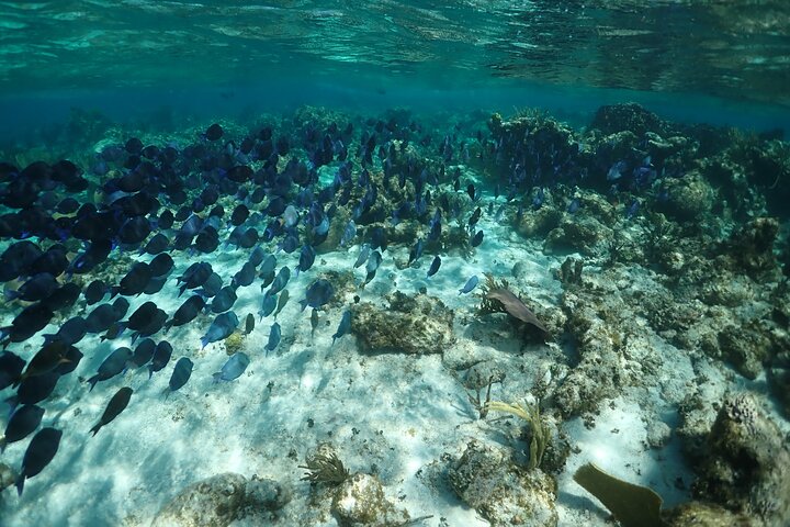 Stingray City Sandbar, Snorkel, Star Fish Beach (familiedrevet)