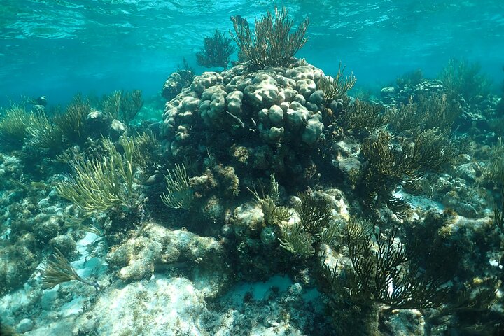 Stingray City Sandbar, Snorkel, Star Fish Beach (familiedrevet)