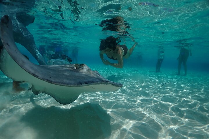 Stingray City Sandbar, Snorkel, Star Fish Beach (familiedrevet)