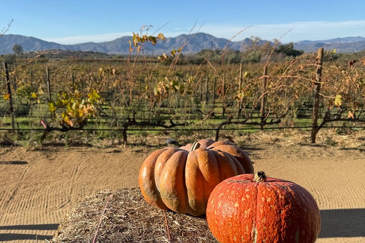 Privat Deluxe vinresa till Valle de Guadalupe med lyxfordon