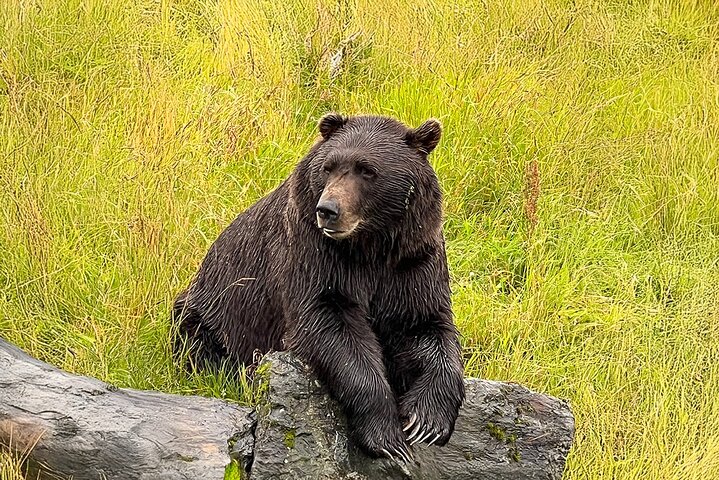 Traslado en crucero de Whittier a Anchorage con vida silvestre y tranvía