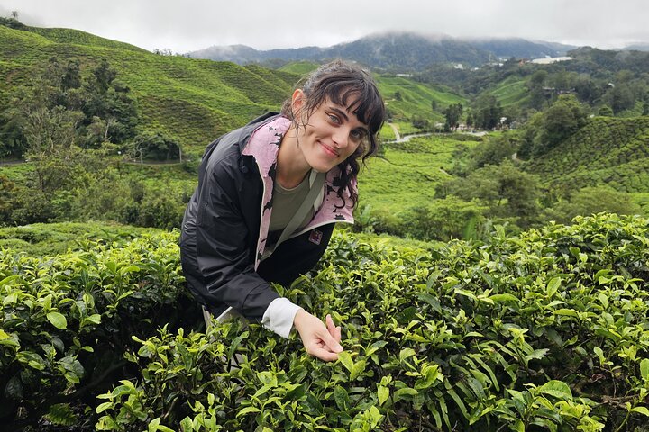 Excursion d'une journée à Cameron Highlands au départ d'Ipoh avec déjeuner et forêt moussue
