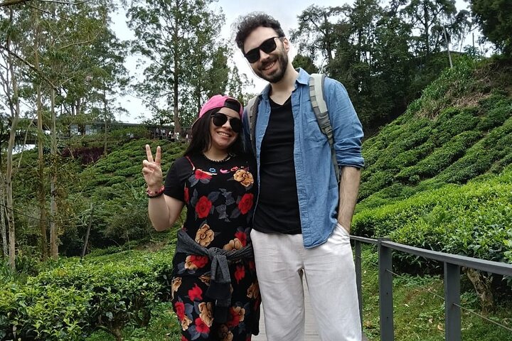 Excursion d'une journée à Cameron Highlands au départ d'Ipoh avec déjeuner et forêt moussue