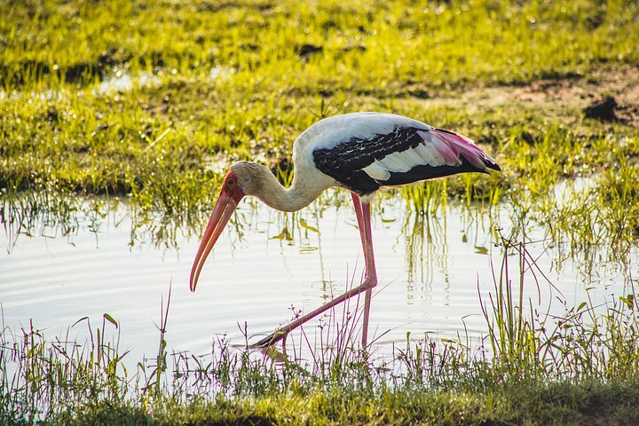 Yala/Udawalawe Nationalpark Safari vom Hafen Hambantota