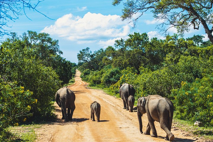 Yala/Udawalawe Nationalpark Safari vom Hafen Hambantota