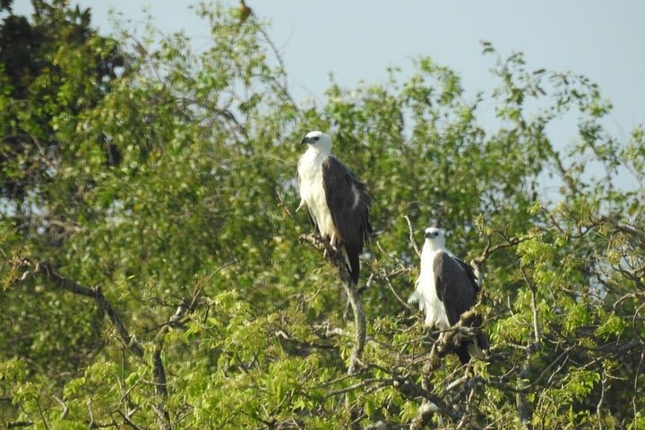 Yala/Udawalawe Nationalpark Safari vom Hafen Hambantota