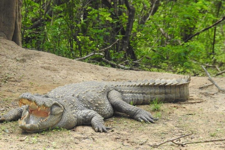 Yala/Udawalawe Nationalpark Safari vom Hafen Hambantota