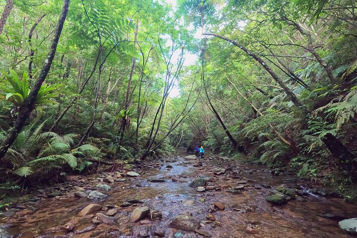 Okinawa Jungle Trails & Watervallen – Privétour door Yanbaru