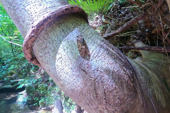 Okinawa Jungle Trails & Watervallen – Privétour door Yanbaru