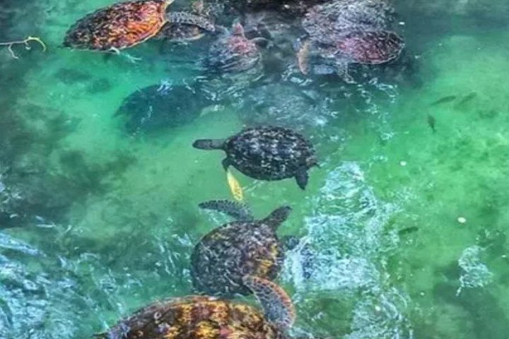 Zanzibar Salaam Cave Natação e Alimentação de Tartaruga do Mar em Kizimkazi
