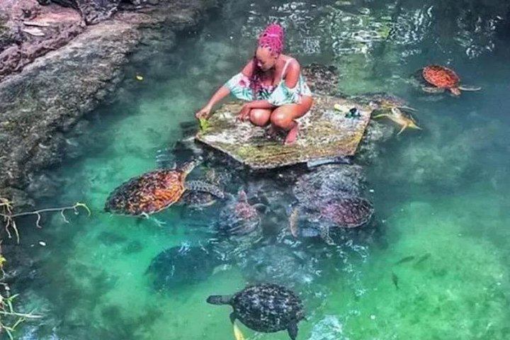 Zanzibar Salaam Cave Natação e Alimentação de Tartaruga do Mar em Kizimkazi
