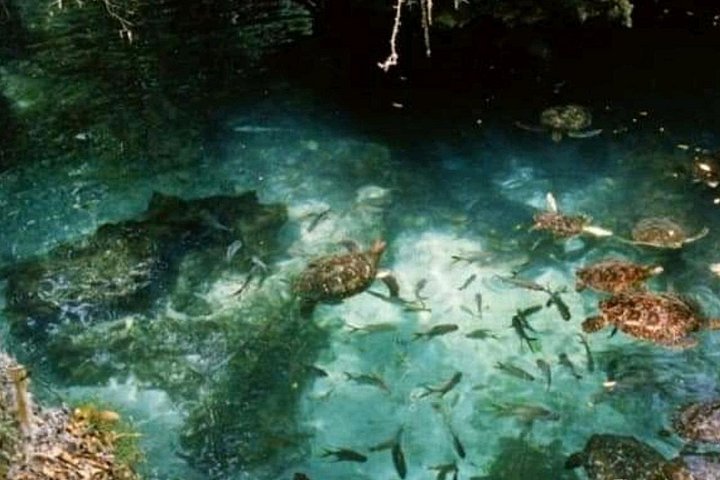 Zanzibar Salaam Cave Natação e Alimentação de Tartaruga do Mar em Kizimkazi