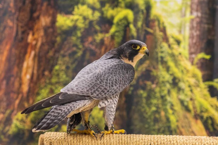 Tour guidato di gruppo ridotto di Sitka Wildlife and Totem Forest