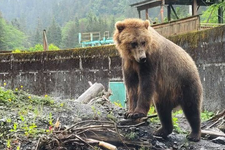 Tour guidato di gruppo ridotto di Sitka Wildlife and Totem Forest