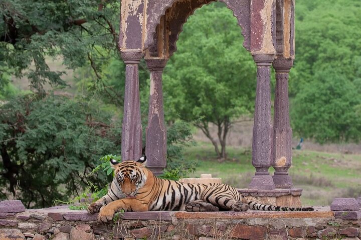 Ranthambore Tiger Safari | Gemeinsame Galopp-, Jeep- und Privatsafari