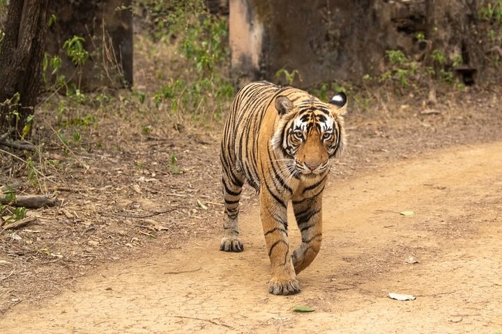 Ranthambore Tiger Safari | Gemeinsame Galopp-, Jeep- und Privatsafari