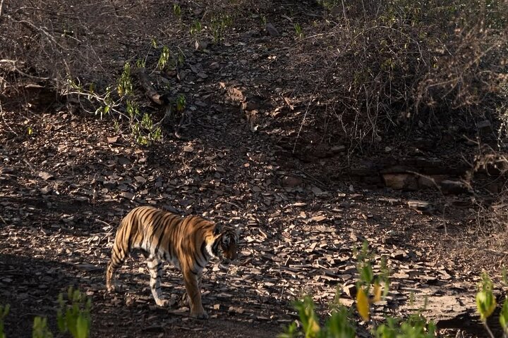 Ranthambore Tiger Safari | Gemeinsame Galopp-, Jeep- und Privatsafari