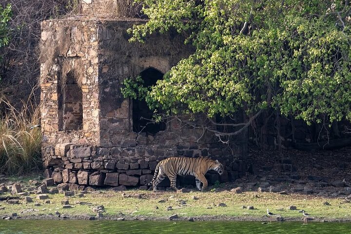 Ranthambore Tiger Safari | Gemeinsame Galopp-, Jeep- und Privatsafari