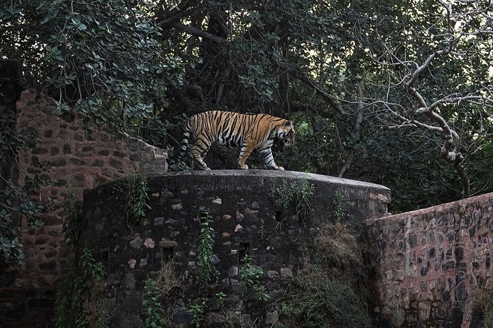 Ranthambore Tiger Safari | Gemeinsame Galopp-, Jeep- und Privatsafari