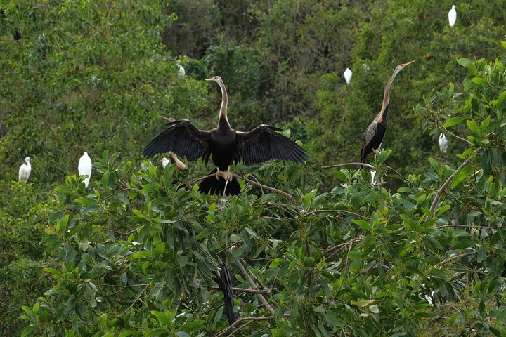 Can Tho : Natuurreservaat Lung Ngoc Hoang & verborgen bossen