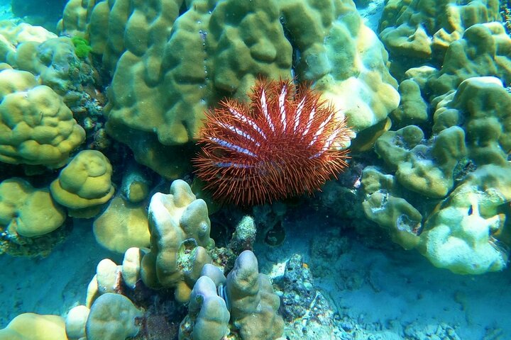 Koh Ma Halvdags snorkletur
