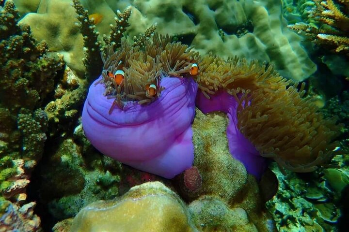 Koh Ma Halvdags snorkletur