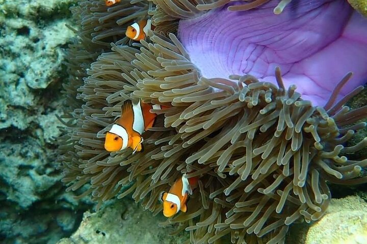 Koh Ma Halvdags snorkletur