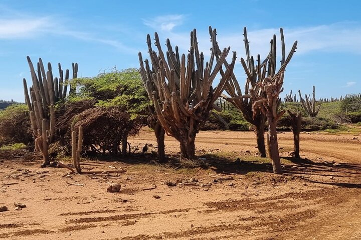 West Curaçao ATV Tour : Deserto & Cave - Flamingo - Tartarughe...