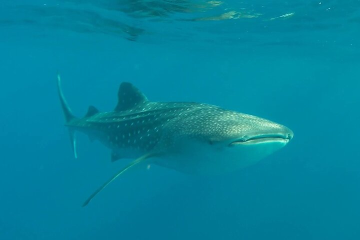 Nada con el tiburón ballena en La Paz, México