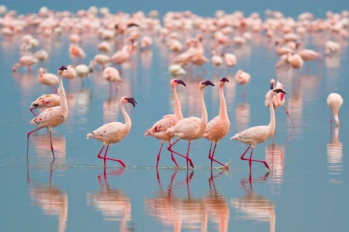 Excursion d'une demi-journée au parc national du lac Nakuru privé de Nakuru