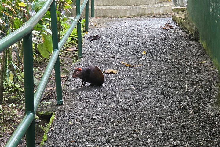 Dominica Roseau City and Rainforest Tour