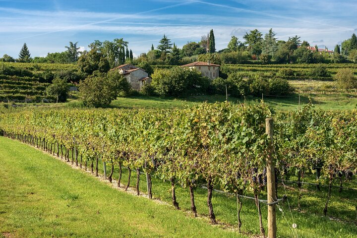 Vanuit Verona : Valpolicella & Amarone-wijnervaring van een halve dag