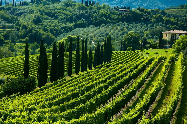 Vanuit Verona : Valpolicella & Amarone-wijnervaring van een halve dag