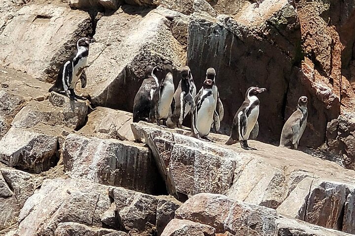 Excursão de dia inteiro Ilhas Ballestas, Reserva Paracas e Huacachina