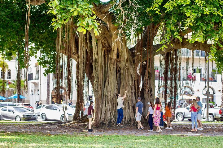 Geführte Besichtigungstour durch St. Pete im Deluxe-Golfwagen mit Straßenzulassung